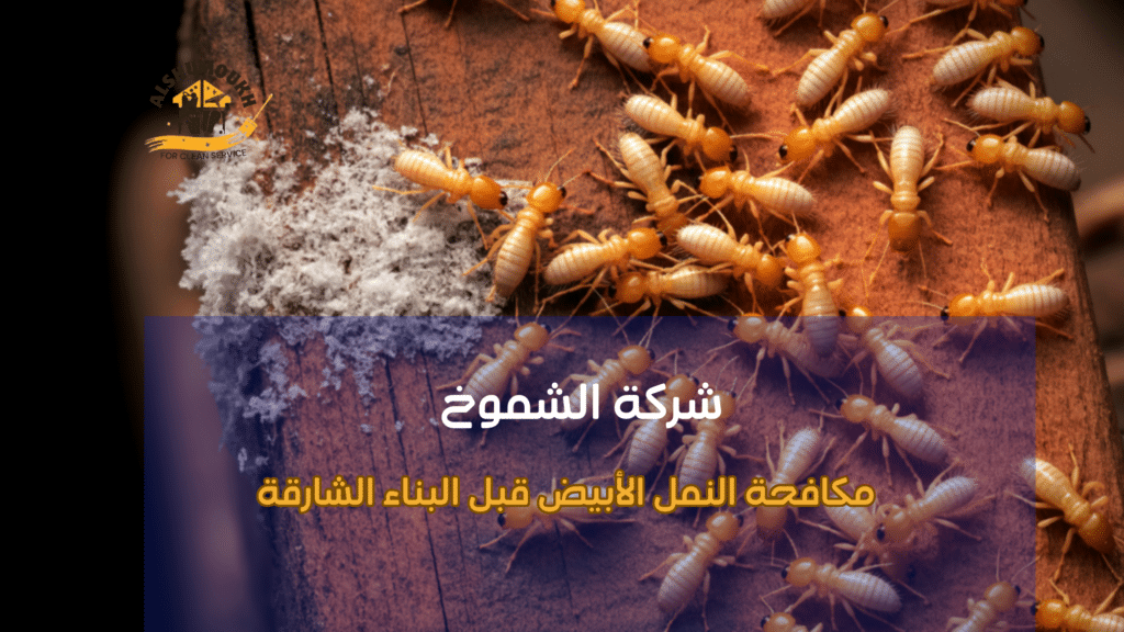 الأخطاء الشائعة في مكافحة النمل الأبيض قبل البناء