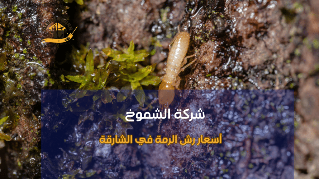 أهمية رش الرمة للمباني في الشارقة