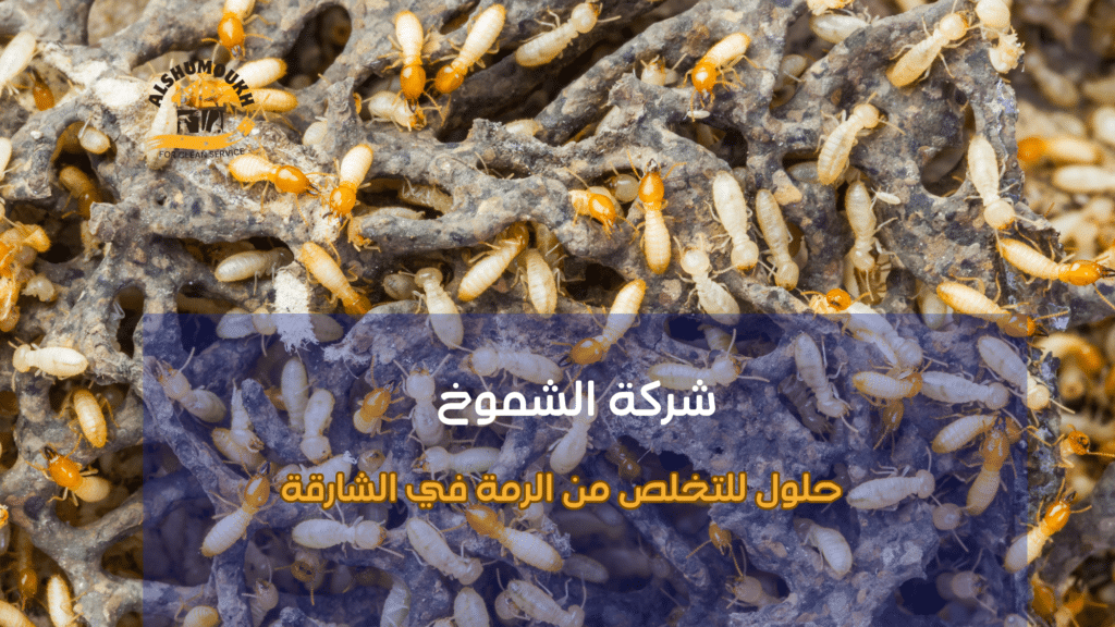 دليل شامل ل حلول للتخلص من الرمة في الشارقة