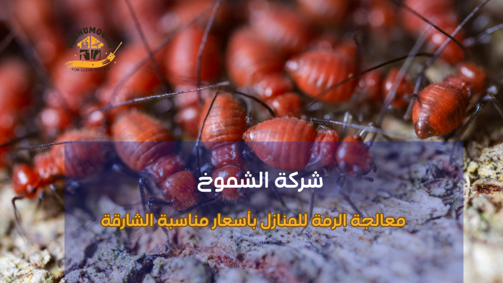 معالجة الرمة للمنازل بأسعار مناسبة الشارقة