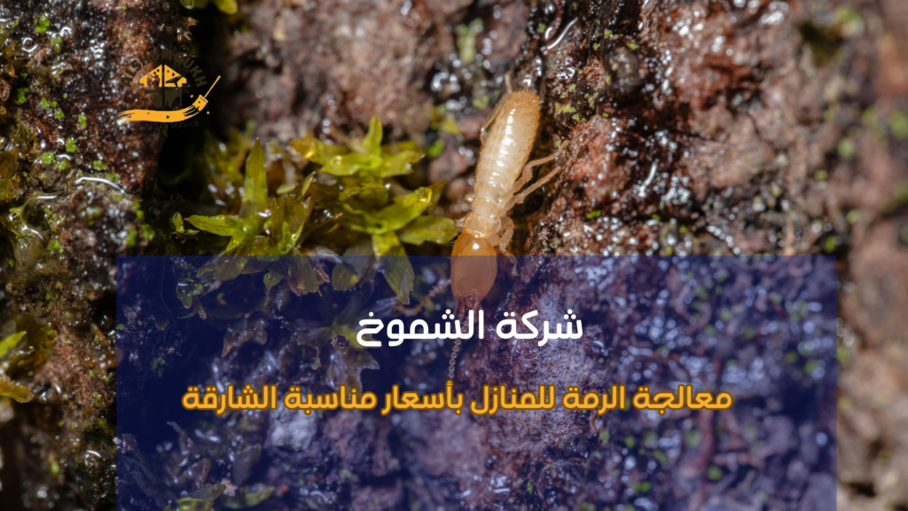 هل تعاني من تلف الخشب أو فراغات الجدران إليك الإجابة المباشرة