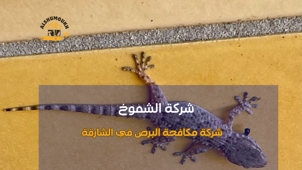 نصائح عملية قبل وبعد تنفيذ مكافحة البرص