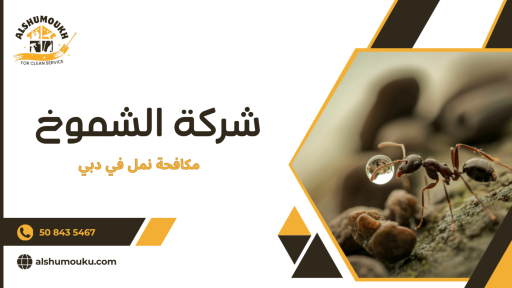 لماذا تعتبر مكافحة نمل في دبي ضرورية للمنزل أو المكتب